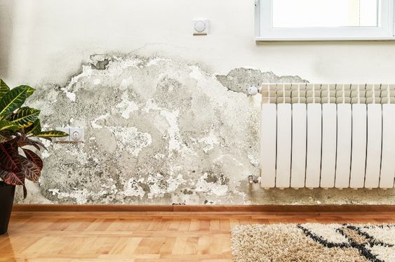 Mengenal Black Mold, Jamur Hitam di Tembok yang Berbahaya