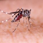 Ciri Nyamuk Aedes Aegypti yang Jadi Penyebab DBD