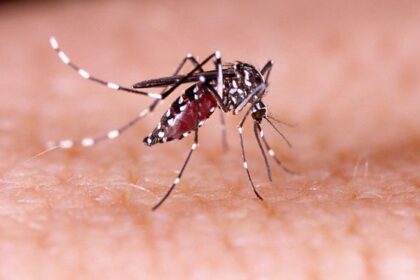Ciri Nyamuk Aedes Aegypti yang Jadi Penyebab DBD