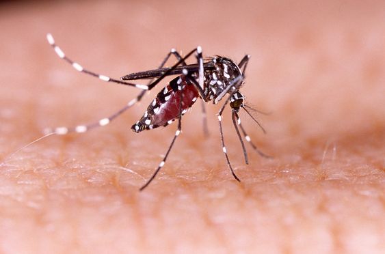 Ciri Nyamuk Aedes Aegypti yang Jadi Penyebab DBD