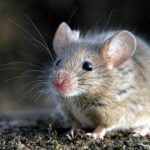 6 Makanan yang Mengundang Tikus Masuk ke dalam Rumah!