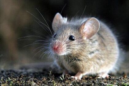 6 Makanan yang Mengundang Tikus Masuk ke dalam Rumah!