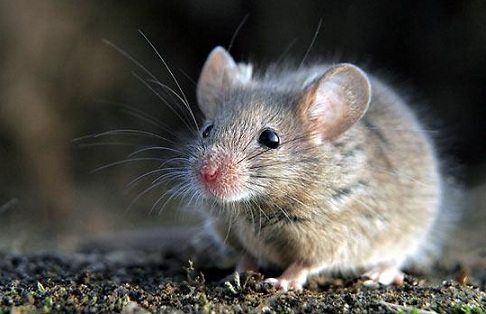 6 Makanan yang Mengundang Tikus Masuk ke dalam Rumah!
