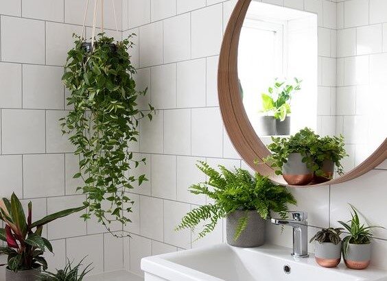 5 Tanaman Hias yang Cocok Disimpan di Kamar Mandi