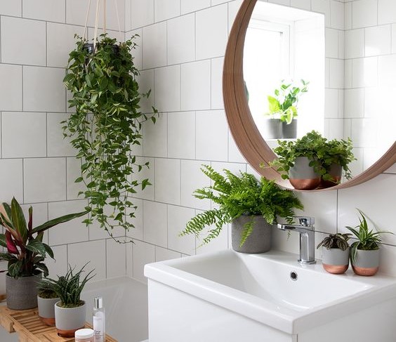 5 Tanaman Hias yang Cocok Disimpan di Kamar Mandi