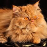 10 Fakta Menarik tentang Kucing Persia Asal Iran