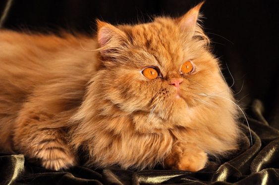 10 Fakta Menarik tentang Kucing Persia Asal Iran