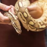 Anjuran Rasulullah Jika Menemukan Ular di Dalam Rumah
