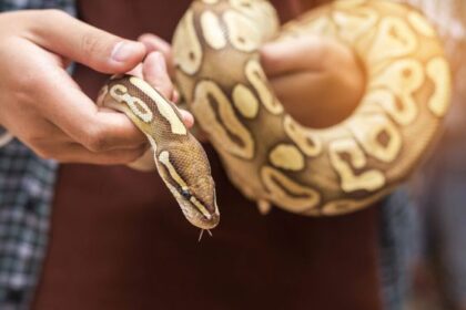 Anjuran Rasulullah Jika Menemukan Ular di Dalam Rumah