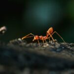 7 Serangga Paling Berbahaya di Dunia, Si Kecil Mematikan!