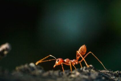7 Serangga Paling Berbahaya di Dunia, Si Kecil Mematikan!