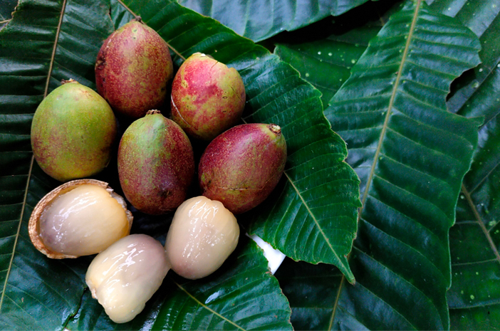 Mengenal Jenis Buah Matoa yang Unik dan Manfaatnya