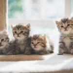 Perbedaan Kucing Persia dan Anggora, Sudah Tahu?