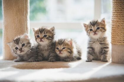 Perbedaan Kucing Persia dan Anggora, Sudah Tahu?