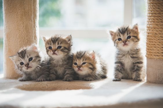 Perbedaan Kucing Persia dan Anggora, Sudah Tahu?