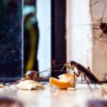 Cara Ampuh Usir Kecoak Bersarang di Dapur