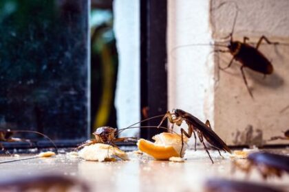 Cara Ampuh Usir Kecoak Bersarang di Dapur