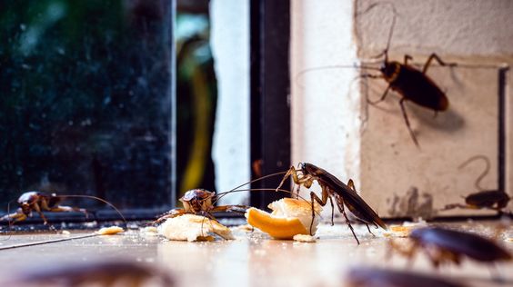 Cara Ampuh Usir Kecoak Bersarang di Dapur
