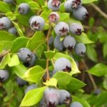 5 Fakta Kemunting Buah Beri Asli Indonesia yang Kaya Antioksidan