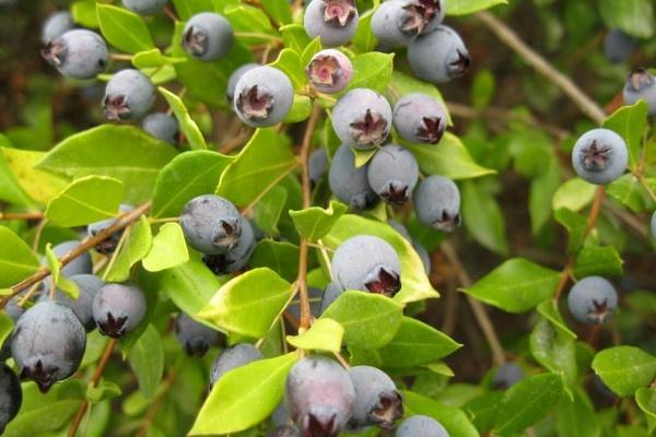5 Fakta Kemunting Buah Beri Asli Indonesia yang Kaya Antioksidan
