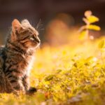 5 Tanaman yang Tidak Kucing Sukai, Cat Lover Wajib Tahu!
