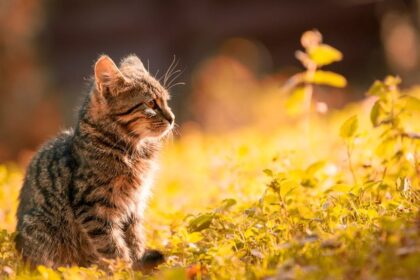 5 Tanaman yang Tidak Kucing Sukai, Cat Lover Wajib Tahu!