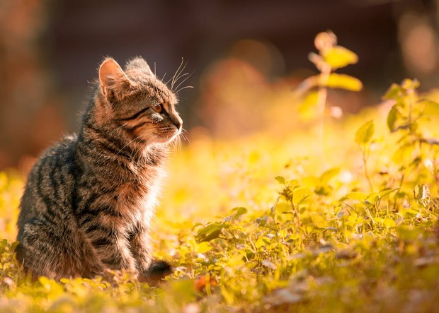 5 Tanaman yang Tidak Kucing Sukai, Cat Lover Wajib Tahu!