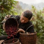 Keistimewaan kopi single origin menarik bagi kamu pencinta kopi ketahui. Kamu mungkin pernah mendengar istilah 'single origin' saat membeli