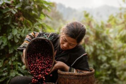 Keistimewaan kopi single origin menarik bagi kamu pencinta kopi ketahui. Kamu mungkin pernah mendengar istilah 'single origin' saat membeli