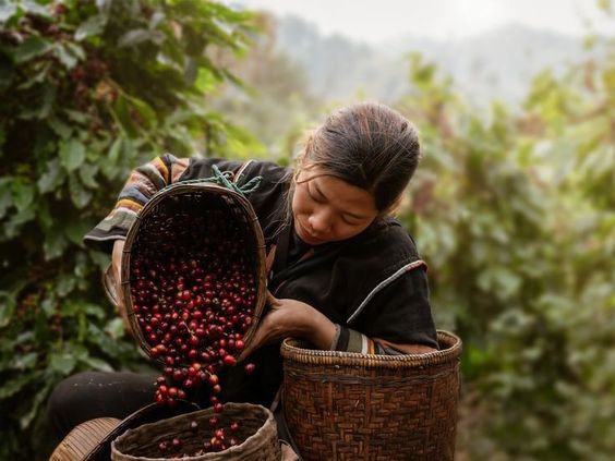 Keistimewaan kopi single origin menarik bagi kamu pencinta kopi ketahui. Kamu mungkin pernah mendengar istilah 'single origin' saat membeli