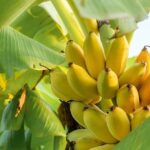 Mengenal 5 Jenis Pisang yang Favorit Jadi Camilan Manis