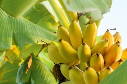 Mengenal 5 Jenis Pisang yang Favorit Jadi Camilan Manis
