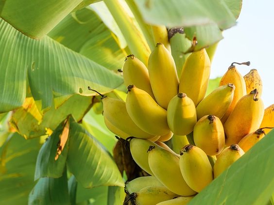 Mengenal 5 Jenis Pisang yang Favorit Jadi Camilan Manis