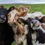 Tak Hanya Kambing dan Sapi, 3 Hewan Ini Juga Bisa Buat Kurban!