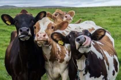 Tak Hanya Kambing dan Sapi, 3 Hewan Ini Juga Bisa Buat Kurban!