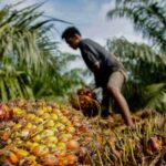 Fakta Perkebunan Kelapa Sawit, Tersangka Utama Kasus di Papua