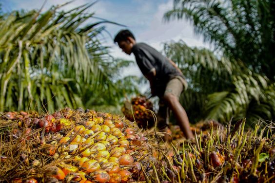 Fakta Perkebunan Kelapa Sawit, Tersangka Utama Kasus di Papua