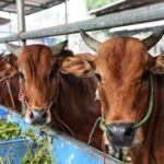 5 Kiat Menabung untuk Beli Hewan Kurban, Mulai dari Sekarang!