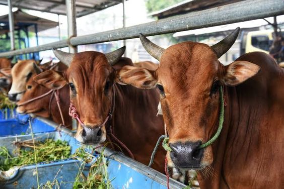 5 Kiat Menabung untuk Beli Hewan Kurban, Mulai dari Sekarang!