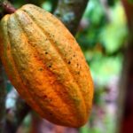 Kontroversi 5 Makanan Berpotensi Merusak Lingkungan, Apa Saja?