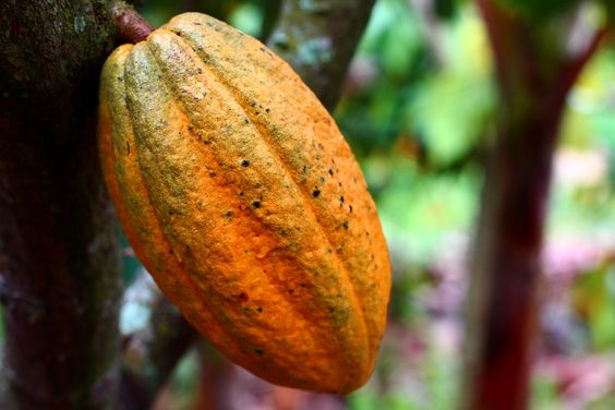 Kontroversi 5 Makanan Berpotensi Merusak Lingkungan, Apa Saja?