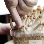 Ilmuwan Teliti Efek Magic Mushroom ke Otak, Wajib Tahu!