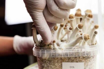 Ilmuwan Teliti Efek Magic Mushroom ke Otak, Wajib Tahu!