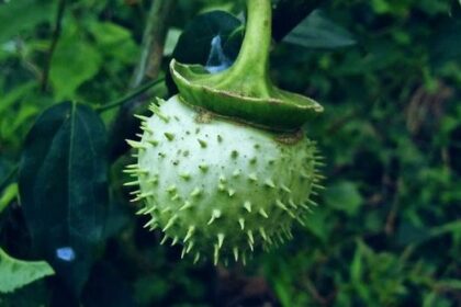 3 Pertolongan Pertama pada Orang Keracunan Kecubung
