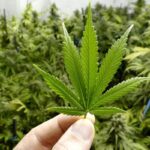 Thailand Akan Cabut Status 'Bebas' Konsumsi Ganja Tahun Depan