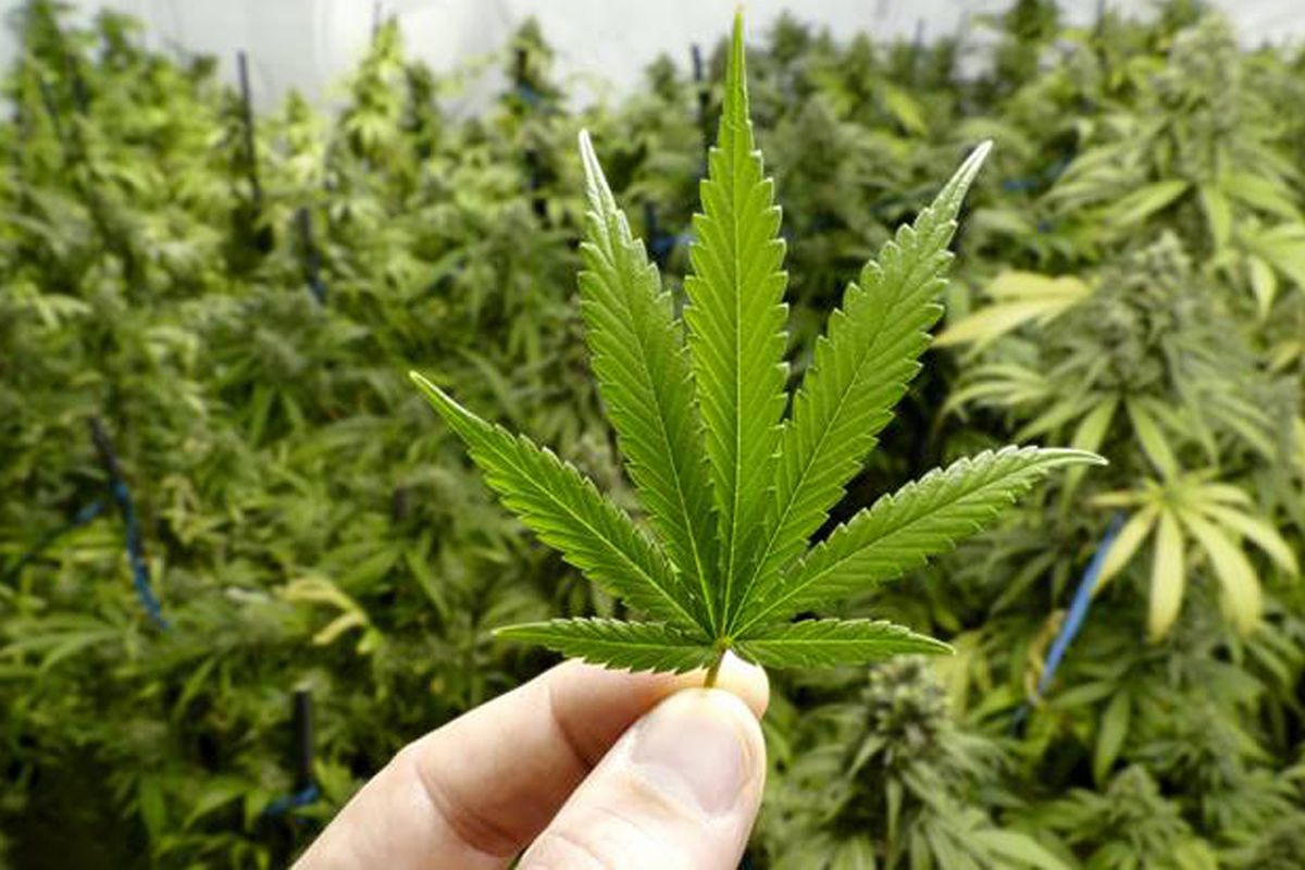 Thailand Akan Cabut Status 'Bebas' Konsumsi Ganja Tahun Depan
