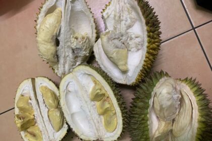 Daging Durian Berwarna Busuk Keabuan Lebih Enak, Benarkah?