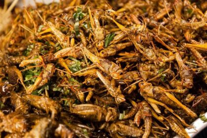 Singapura Resmi Jadikan Jangkrik hingga Ulat sebagai Makanan