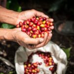 Kopi Luwak dan Geisha Masuk 5 Kopi Terlangka di Dunia