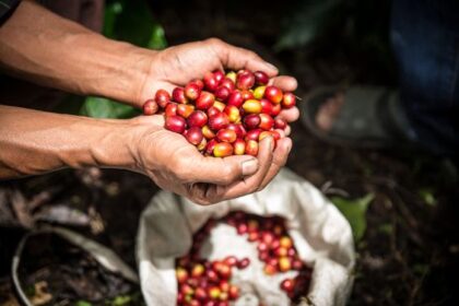 Kopi Luwak dan Geisha Masuk 5 Kopi Terlangka di Dunia